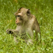 Monkeys inside Angkor Thom