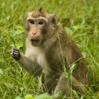 Monkeys inside Angkor Thom