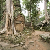 Ta Prohm: the jungle temple