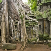 Ta Prohm: the jungle temple