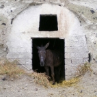 Donkey on the way down to Ammoudi