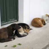 Village dogs in Oia