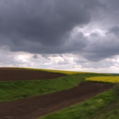 Canola fields in northern Turkey from the train