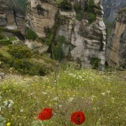 Wild poppies in front of Moni Varlaam 