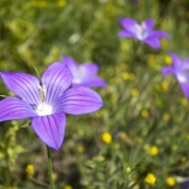 Kerkyra wildflowers