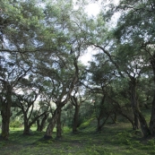 One of the plethora of olive groves on Kerkyra