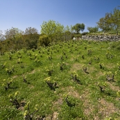 Kerkyra mountain vineyards