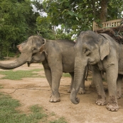 Two of the elephants in our group