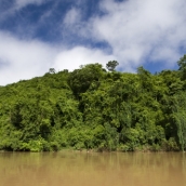 The dense jungle on the banks of the Nam Khan River