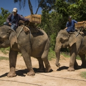 Two of the elephants come to pick us up