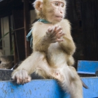 A monkey on the back of a truck in Luang Prabang\'s markets