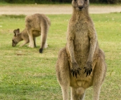 Campsite companions at Kylies Beach