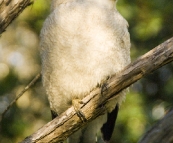 A Kookaburra at our campsite