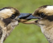 Locked kookaburras in Mebbin National Park