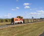 A train hauling cane to the mill