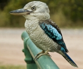 A beautiful (and quite friendly) Eastern Blue-Winged Kookaburra