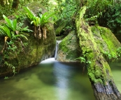 Wurrmbu Creek in Mossman Gorge