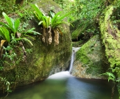 Wurrmbu Creek in Mossman Gorge