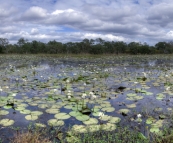 Panoramic of picturesque White Lily Lagoon
