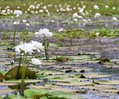 Picturesque White Lily Lagoon