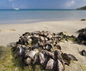 Wild oysters on the rocks in Watson's Bay on the way to Cook's Look