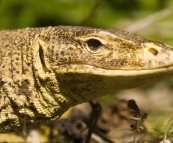 Can't have Lizard Island without lizards!