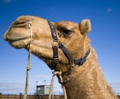 The Bedourie Camel Races