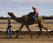 The Bedourie Camel Races