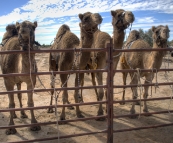 The Bedourie Camel Races