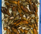 Yabby feast in Broken Hill