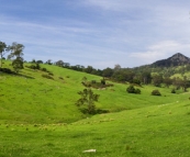 Beautiful cattle country around Tilba Tilba