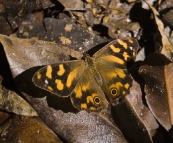 Butterfly in Leura Forest