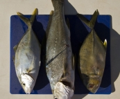 Silver Trevally, Mulloway and a Big Eye Trevally for Lisa's dinner in Booti Booti National Park