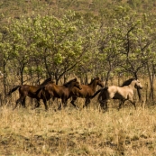 Brumbies alongside the road to Kalumburu