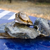 Fresh oysters for dinner off the rocks at McGowan's Island