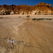 An octopus on the beach at James Price Point