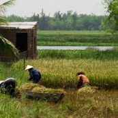 Rice harvesting in the countryside north of Hoi An