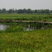 A fisherman on the edge of the rice paddies in the countryside north of Hoi An