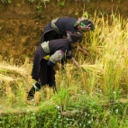 H'Mong people harvesting rice