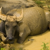 Water buffalo cooling off near Ta Van Village