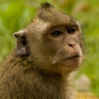 Monkeys inside Angkor Thom