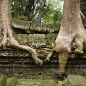 Ta Prohm: the jungle temple