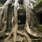 Ta Prohm: the jungle temple