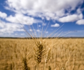 Picturesque fields of grain around Kalbarri