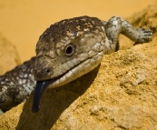 A Shingleback Lizard in The Pinnacles Desert in Nambung National Park