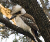 A kookaburra at Conto campground
