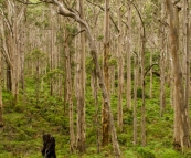 The Boranup Karri Forest