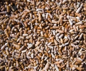 Tiny shells lining the shore of Saint Mary's Inlet