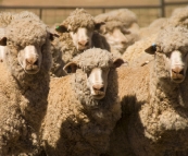 Wooly sheep ready for shearing on Partacoona Station