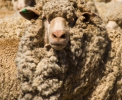 Wooly sheep ready for shearing on Partacoona Station